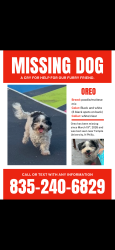 Lost Male Dog last seen 16th st and York st, Philadelphia, PA 19132