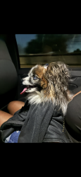 Found/Stray Unknown Dog last seen Corner of Mugnai St and Riverview Dr, Riverview, FL 33578
