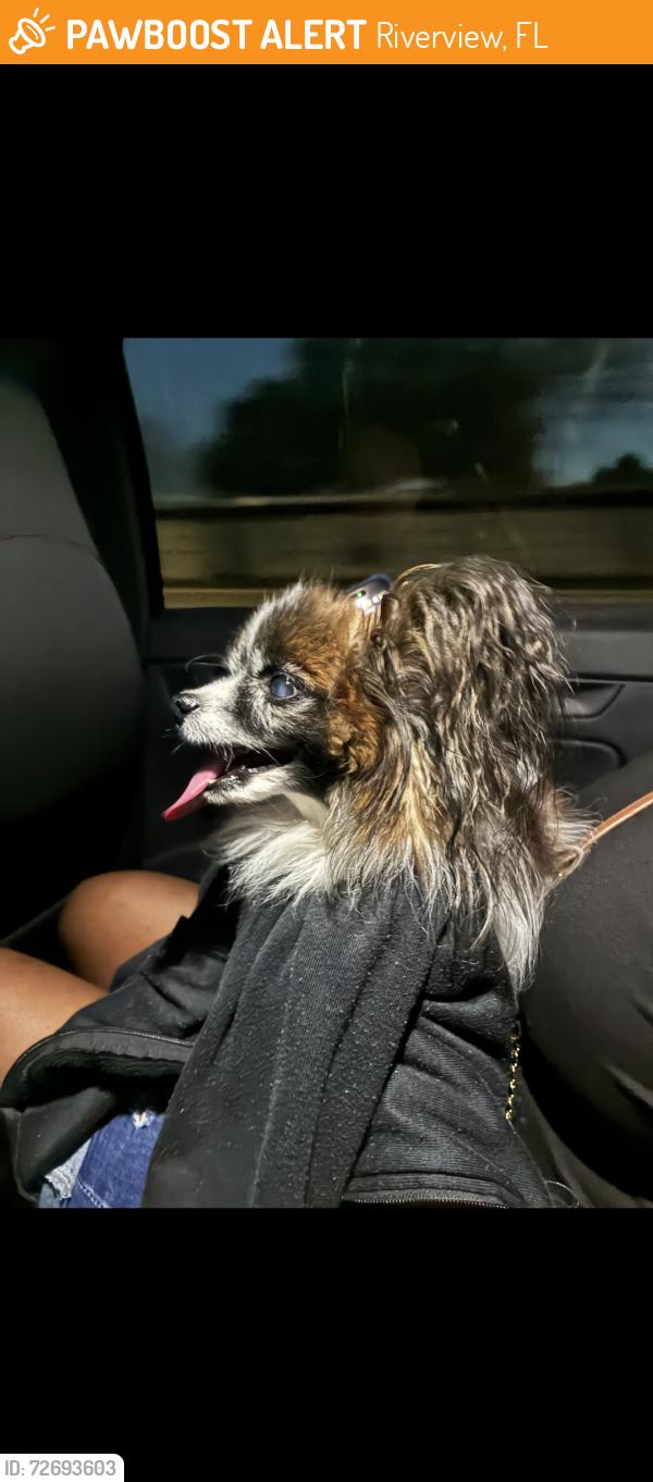 Found/Stray Unknown Dog last seen Corner of Mugnai St and Riverview Dr, Riverview, FL 33578
