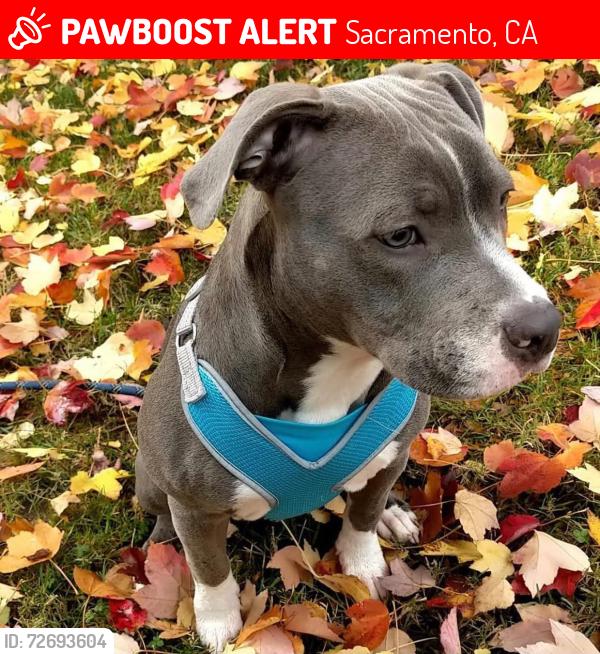 Lost Female Dog last seen Marysville Blvd , Sacramento, CA 95815