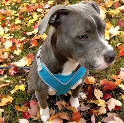 Lost Female Dog last seen Marysville Blvd , Sacramento, CA 95815