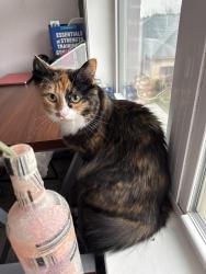 Lost Female Cat last seen Harris teeter , Concord, NC 28027
