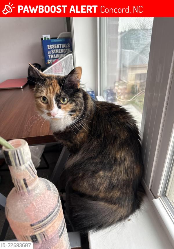 Lost Female Cat last seen Harris teeter , Concord, NC 28027