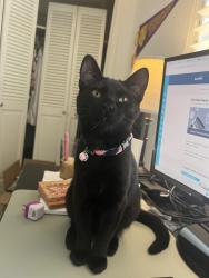 Lost Female Cat last seen Sachse Road, Creek Crossing, Wylie, TX 75098