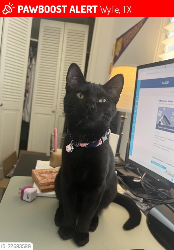 Lost Female Cat last seen Sachse Road, Creek Crossing, Wylie, TX 75098