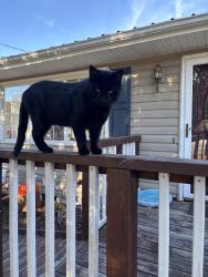 Lost Male Cat last seen Volunteer Parkway, Bristol, TN 37620