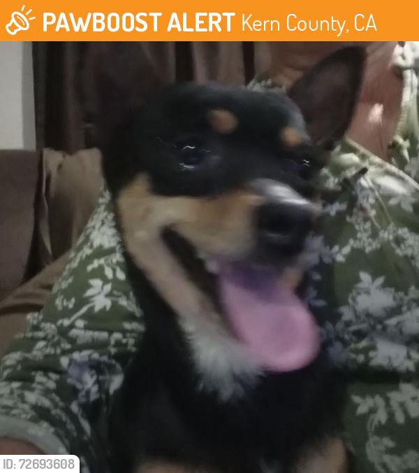 Found/Stray Unknown Dog last seen Bear mnt and union Ave , Kern County, CA 93307