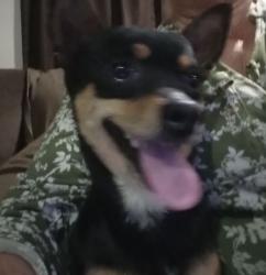 Found/Stray Unknown Dog last seen Bear mnt and union Ave , Kern County, CA 93307