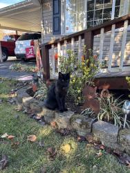 Lost Male Cat last seen Volunteer Parkway , Bristol, TN 37620