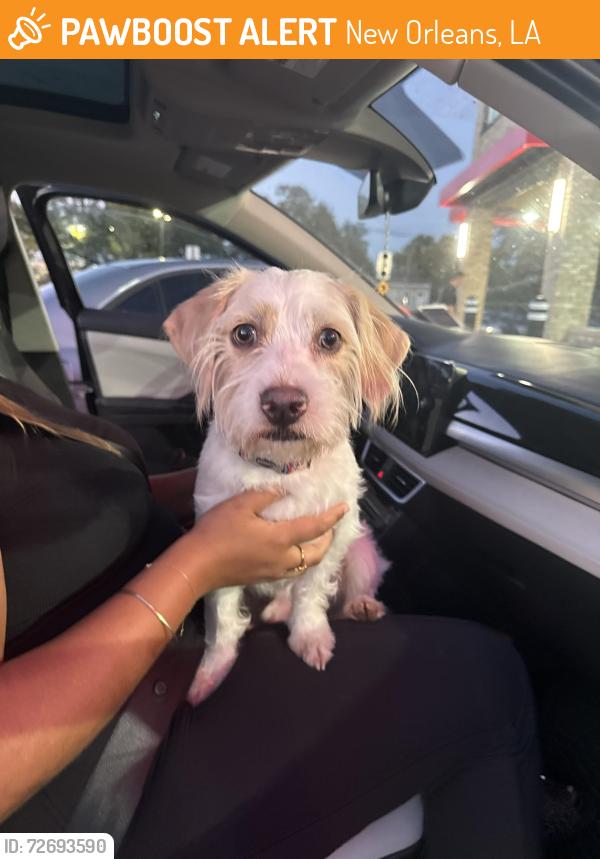 Found/Stray Male Dog last seen Jefferson Ave and Willow st. , New Orleans, LA 70115