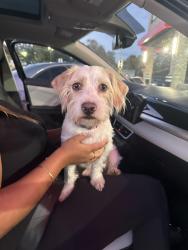 Found/Stray Male Dog last seen Jefferson Ave and Willow st. , New Orleans, LA 70115