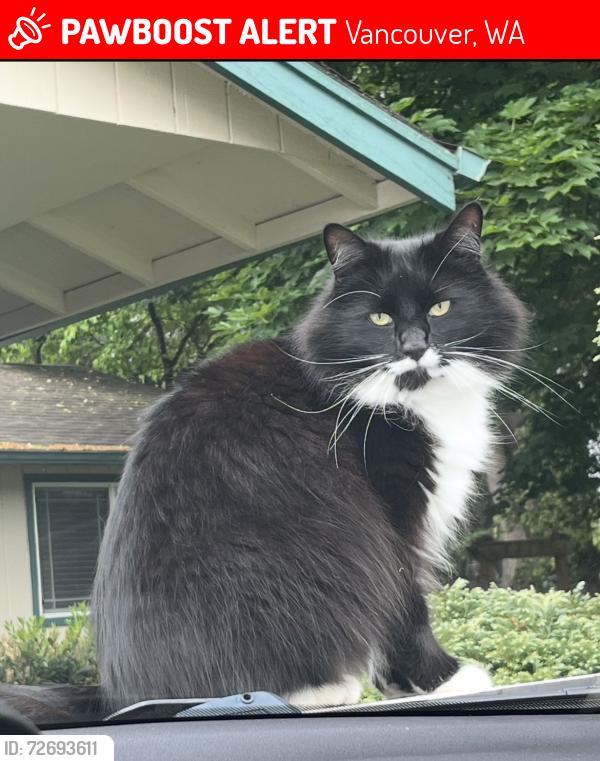 Lost Male Cat last seen Ne 85th street and NE 130th ave , Vancouver, WA 98684