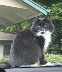 Lost Male Cat last seen Ne 85th street and NE 130th ave , Vancouver, WA 98684