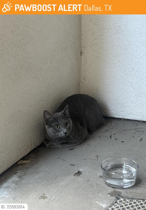 Found/Stray Unknown Cat last seen Allen street and McKinney avenue, Dallas, TX 75204