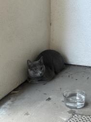 Found/Stray Unknown Cat last seen Allen street and McKinney avenue, Dallas, TX 75204
