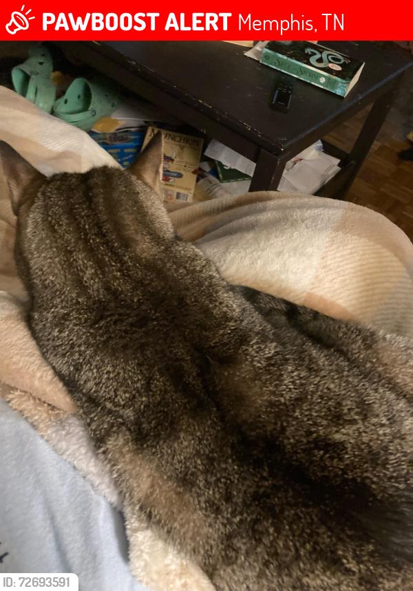 Lost Female Cat last seen Ridgeway Dr, Cardigan Dr, and Syon Dr., Memphis, TN 38119