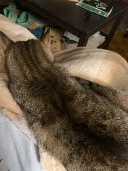 Lost Female Cat last seen Ridgeway Dr, Cardigan Dr, and Syon Dr., Memphis, TN 38119
