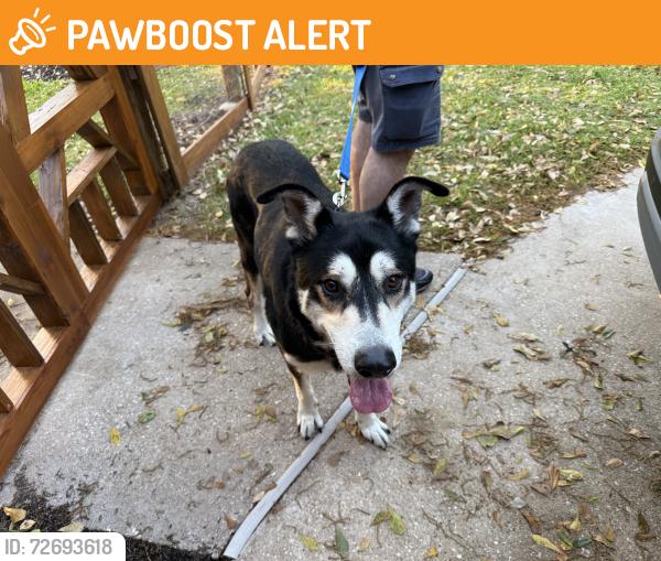 Found/Stray Male Dog last seen Saddlebrook Lane and Roesner Road, Fort Bend County, TX 77494