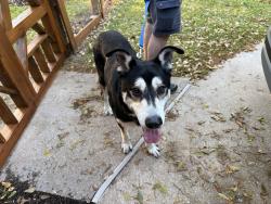 Found/Stray Male Dog last seen Saddlebrook Lane and Roesner Road, Fort Bend County, TX 77494