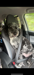 Lost Male Dog last seen N Progress Ave, Harrisburg, PA 17110