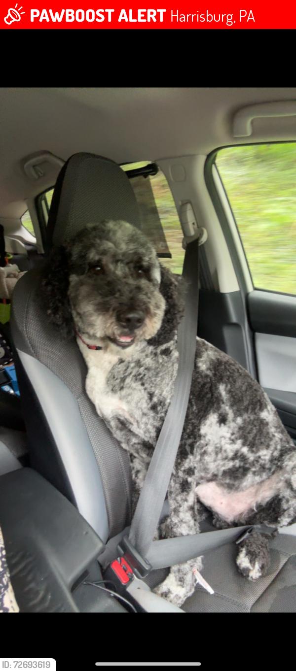 Lost Male Dog last seen N Progress Ave, Harrisburg, PA 17110