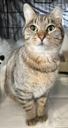 Lost Female Cat last seen Parkside Trail, Solon, OH 44139