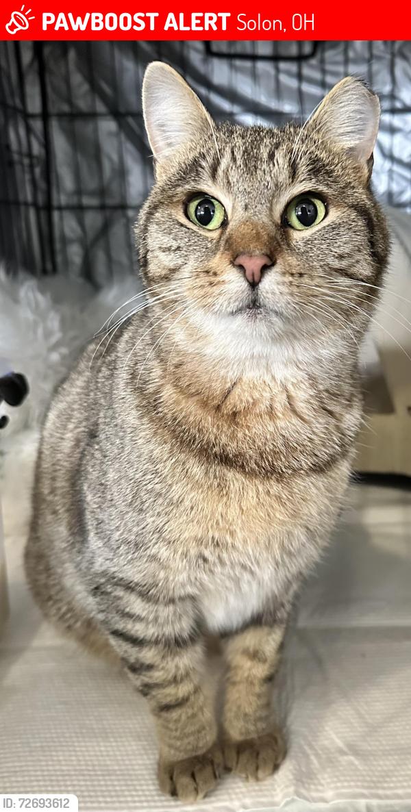 Lost Female Cat last seen Parkside Trail, Solon, OH 44139