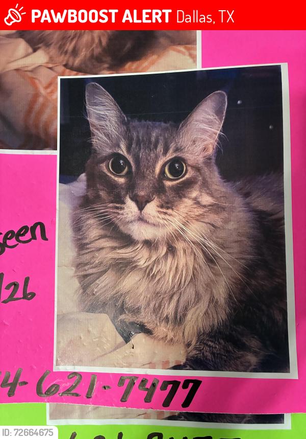 Lost Female Cat last seen Wyatt & ,Lockwood, Dallas, TX 75218