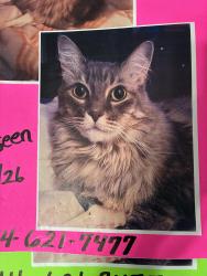 Lost Female Cat last seen Wyatt & ,Lockwood, Dallas, TX 75218