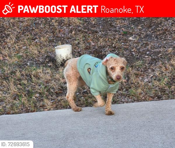 Lost Male Dog last seen Seventeen lakes Blvd. And Litsey, Roanoke, TX 76262