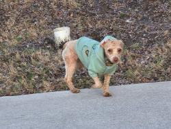 Lost Male Dog last seen Seventeen lakes Blvd. And Litsey, Roanoke, TX 76262