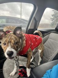 Lost Male Dog last seen Park by la cabana , Fort Wayne, IN 46803