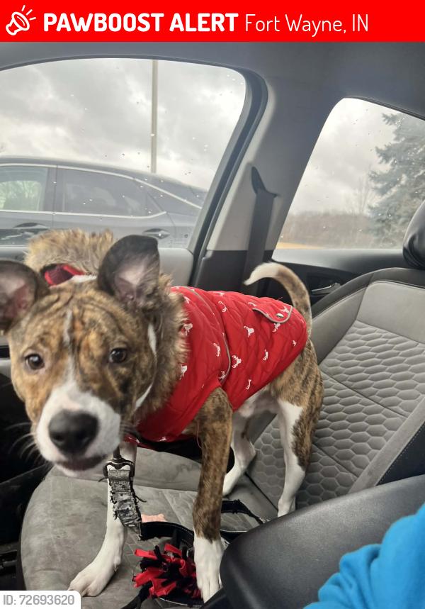 Lost Male Dog last seen Park by la cabana , Fort Wayne, IN 46803