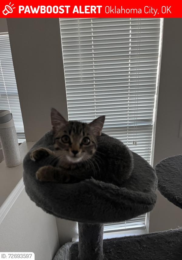 Lost Female Cat last seen May ave between 150th and memorial, Oklahoma City, OK 73134