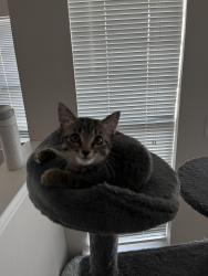Lost Female Cat last seen May ave between 150th and memorial, Oklahoma City, OK 73134