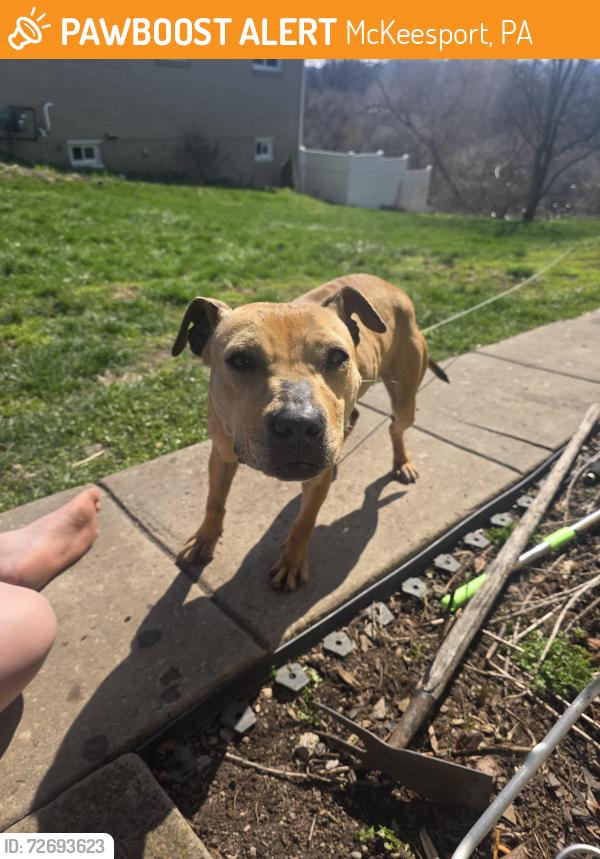 Found/Stray Female Dog last seen Latrobe street, McKeesport, PA 15133