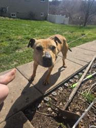 Found/Stray Female Dog last seen Latrobe street, McKeesport, PA 15133
