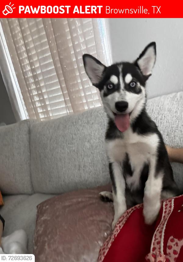 Lost Female Dog last seen Brownsville Tc, Brownsville, TX 78521
