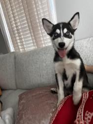 Lost Female Dog last seen Brownsville Tc, Brownsville, TX 78521