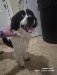 Found/Stray Male Dog last seen South Wayne avenue and Olive street , Columbus, OH 43204