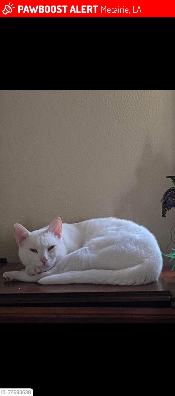 Lost Male Cat last seen N starrett, Metairie, LA 70003
