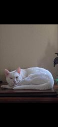 Lost Male Cat last seen N starrett, Metairie, LA 70003