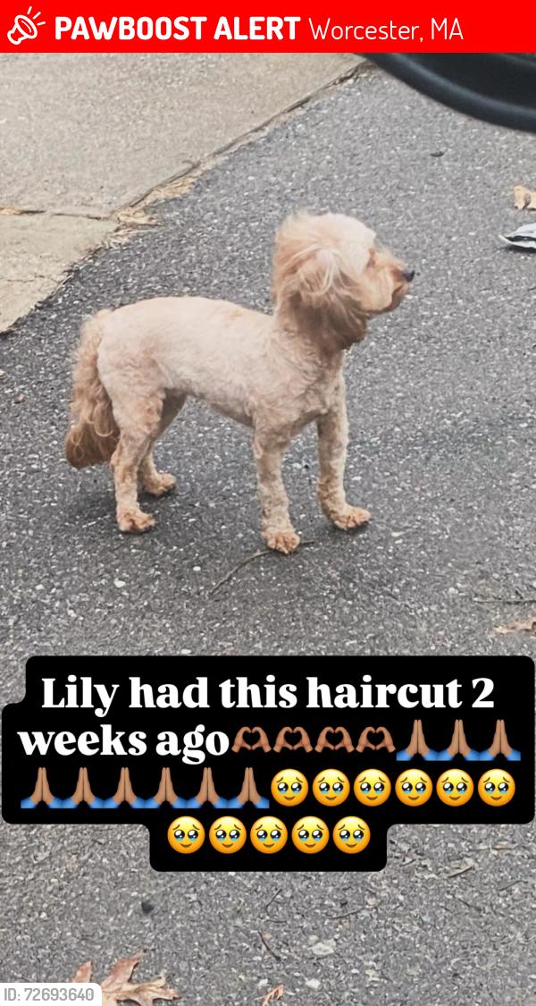Lost Female Dog last seen Townsend street, Worcester, MA 01609