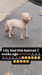 Lost Female Dog last seen Townsend street, Worcester, MA 01609