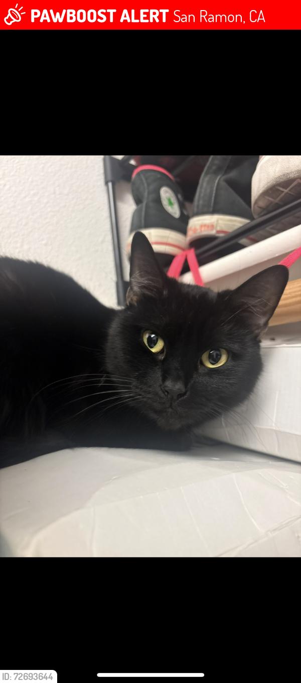 Lost Female Cat last seen West branch rd, San Ramon, CA 94582