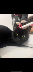 Lost Female Cat last seen West branch rd, San Ramon, CA 94582