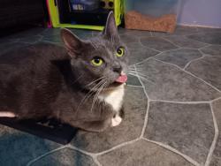 Lost Female Cat last seen Route 40 Harding Highway , Pittsgrove, NJ 08318