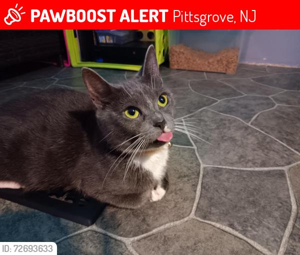 Lost Female Cat last seen Route 40 Harding Highway , Pittsgrove, NJ 08318
