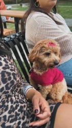 Lost Female Dog last seen Russell and Townsend st, Worcester, MA 01609