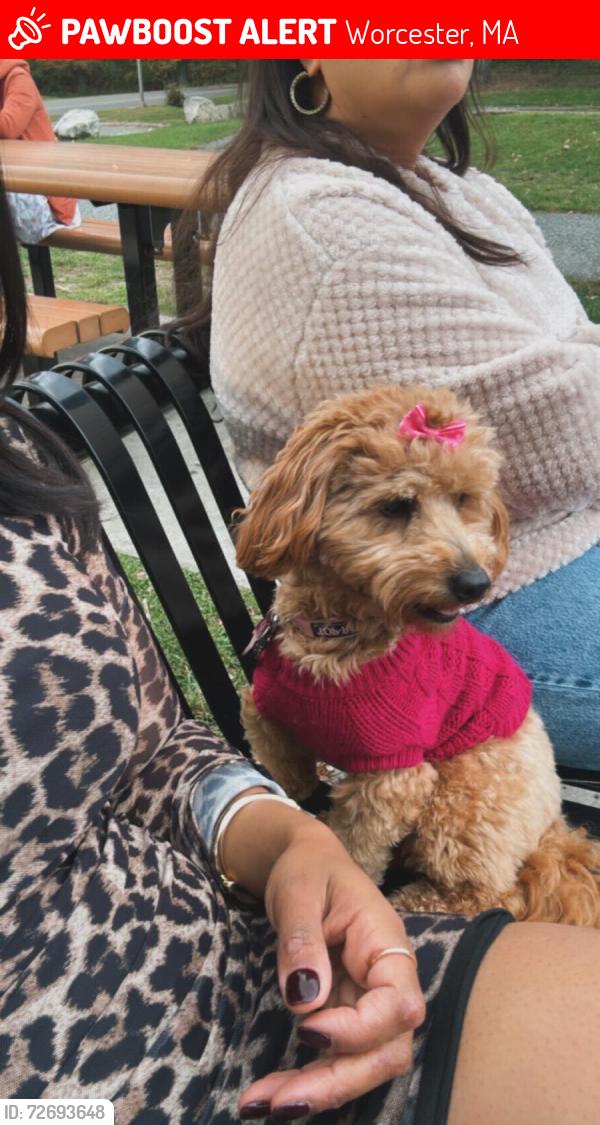 Lost Female Dog last seen Russell and Townsend st, Worcester, MA 01609